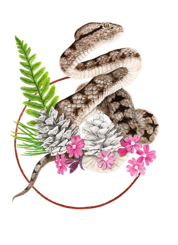 Illustration vipère aspic, art animalier, dessin herpétologique, botanique, illustration faune et flore
