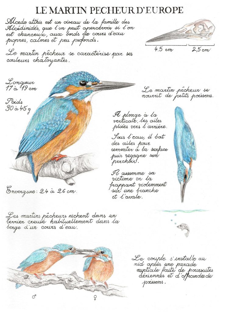 martin pêcheur