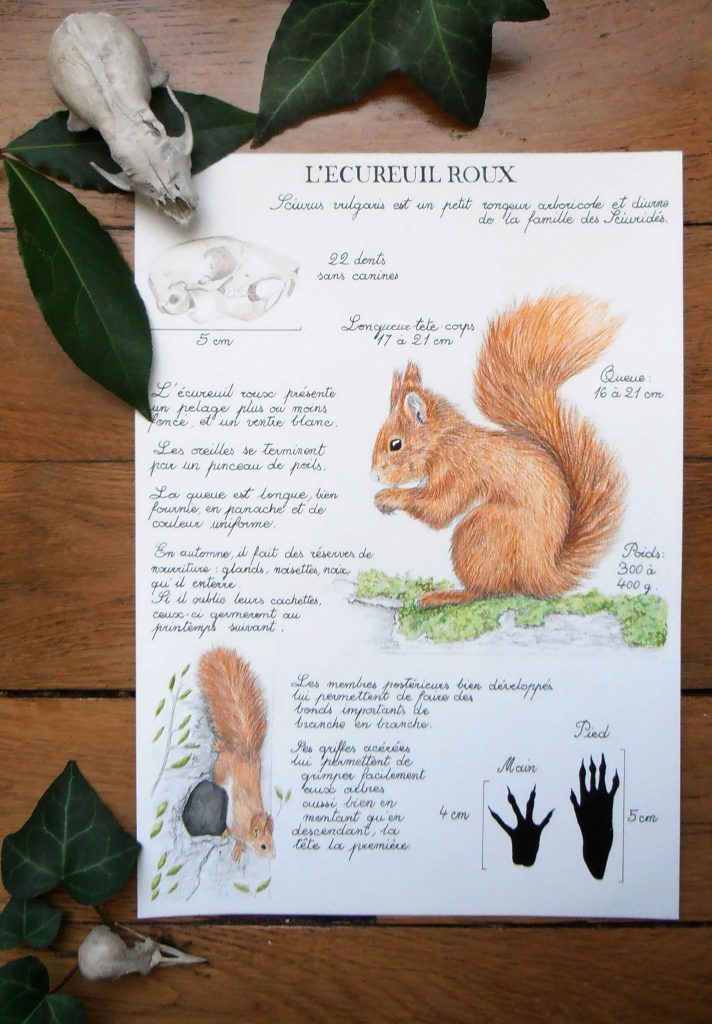 illustration naturaliste écureuil roux, planche naturaliste mammifère, dessin écureuil, boutique Alicia Pénicaud Illustrations, reproduction d'art