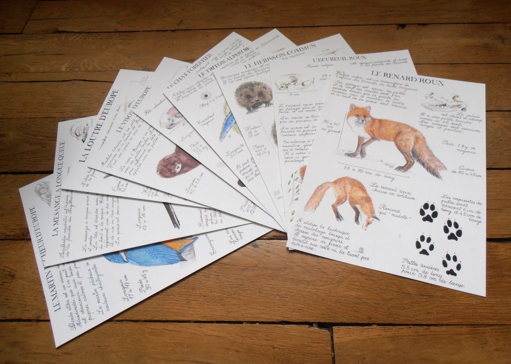 reproduction d'art de planches naturalistes