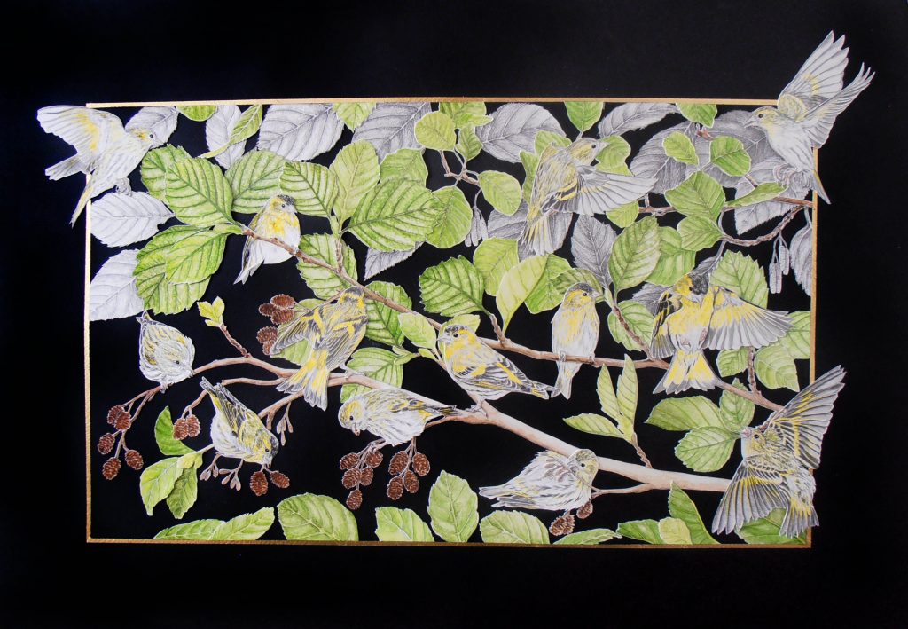 vue d'ensemble collage tarins des aulnes