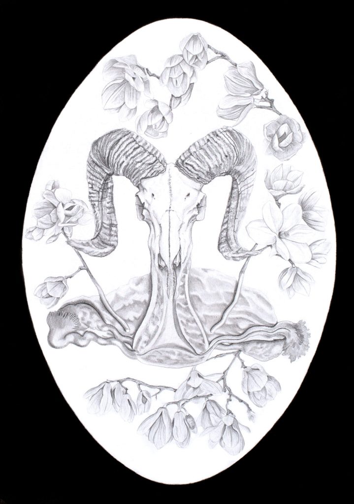 Anatomie-utérus