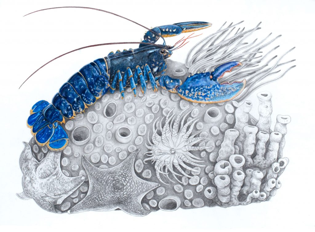homard