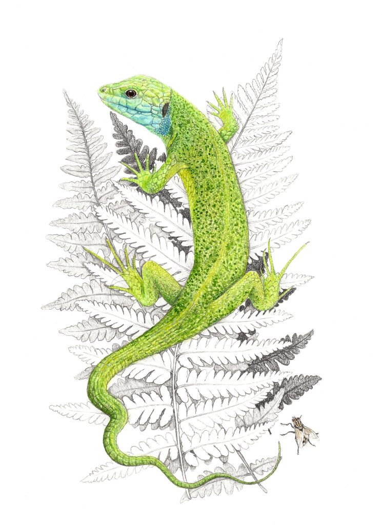 lézard à 2 raies
