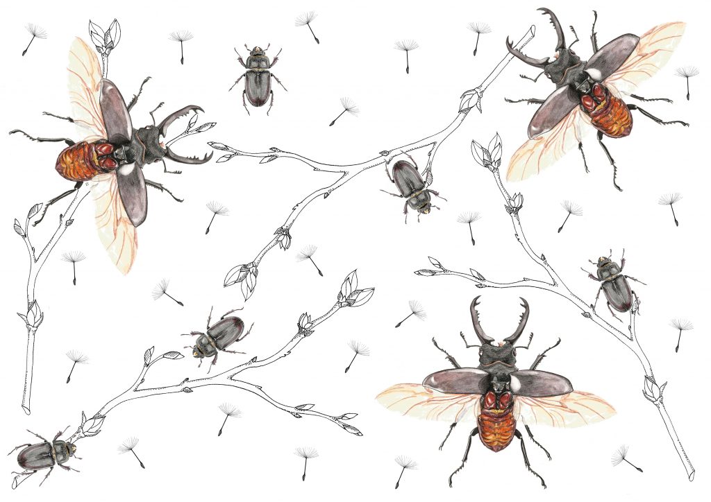 Illustration entomologique lucanes cerf-volants scarabées insectes, motif, pattern design