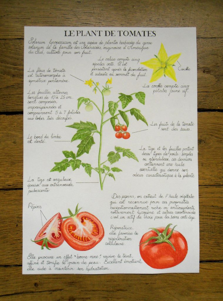 planche naturaliste botanique du plan de tomates