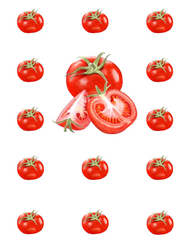 illustration motif tomates, illustration botanique tomates, création de motifs