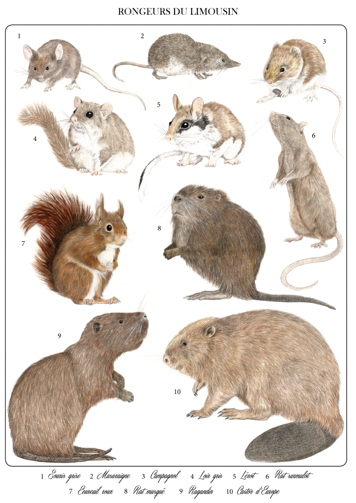 planche naturaliste des rongeurs du Limousin.