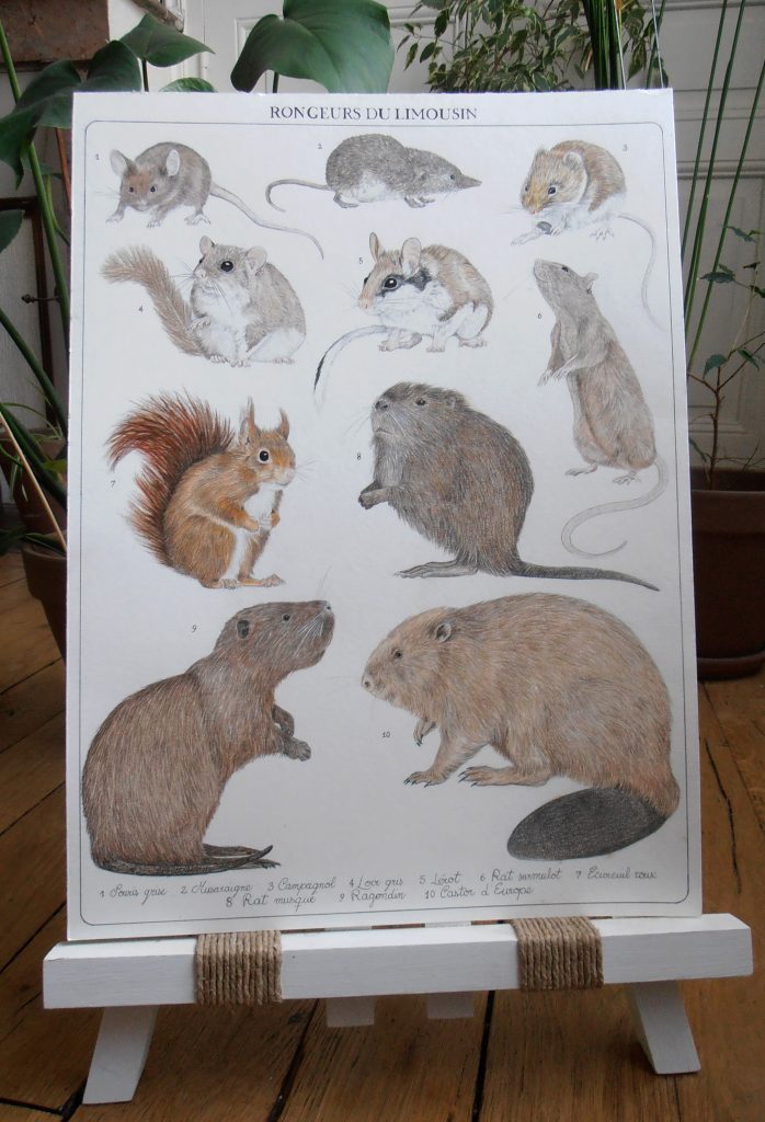Planche naturaliste des rongeurs du Limousin, calligraphie à la main.