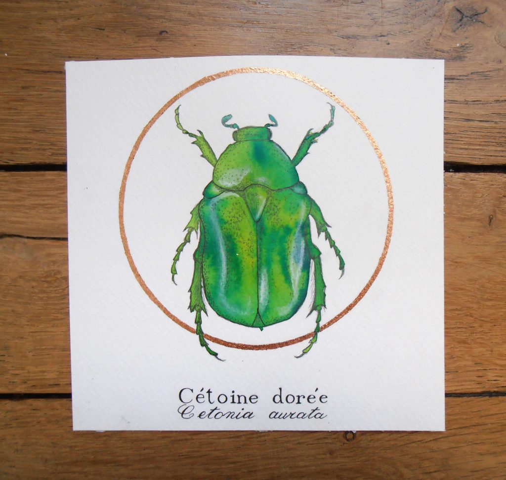 Illustration naturaliste entomologique de la cétoine dorée. 