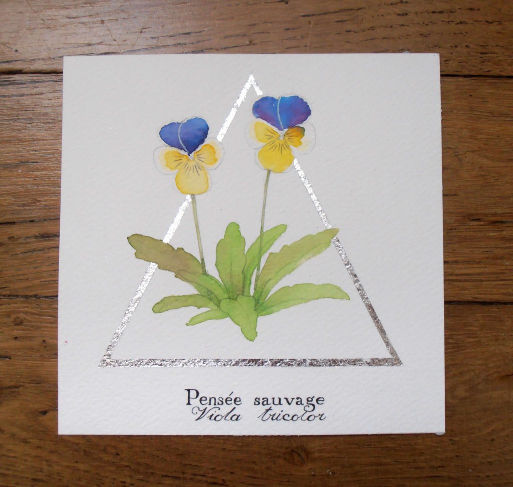 Illustration naturaliste botanique à l'aquarelle, pensée sauvage
