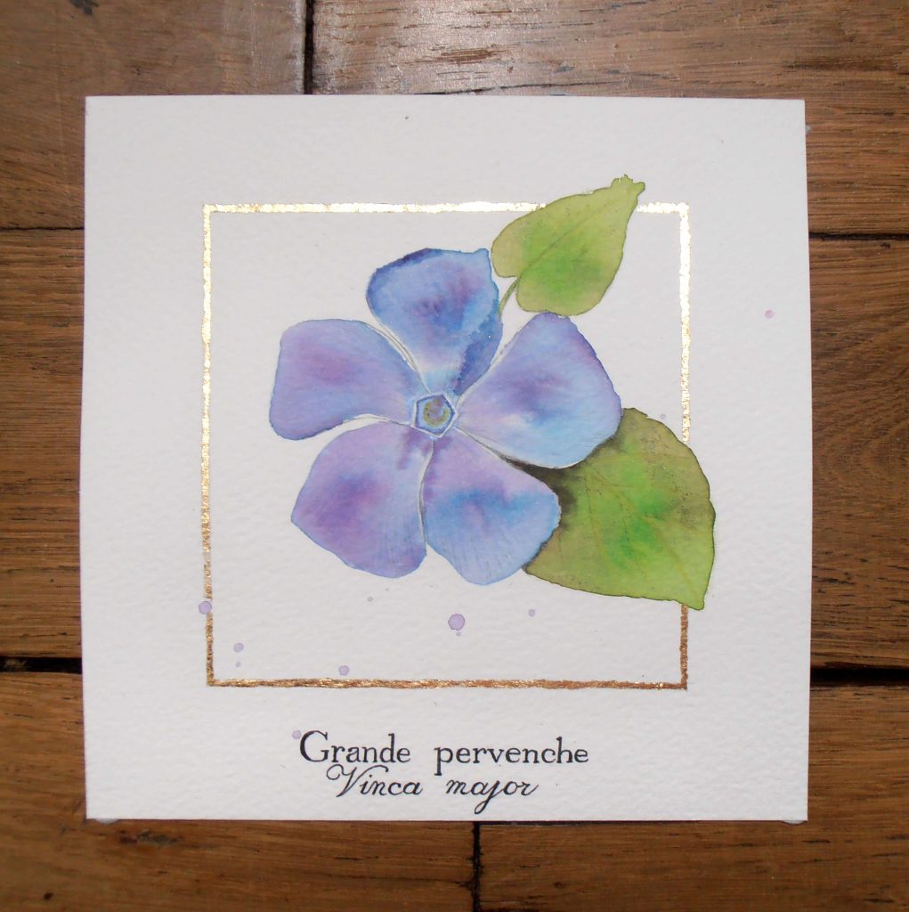 Illustration naturaliste botanique à l'aquarelle, grande pervenche