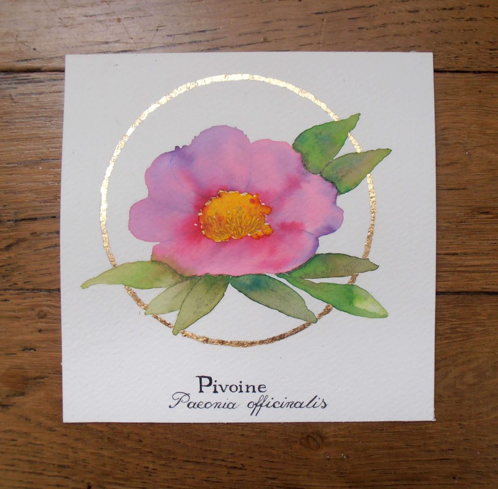 Illustration naturaliste botanique à l'aquarelle, pivoine