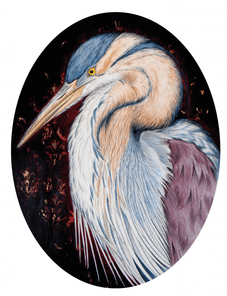 illustration naturaliste du héron pourpré