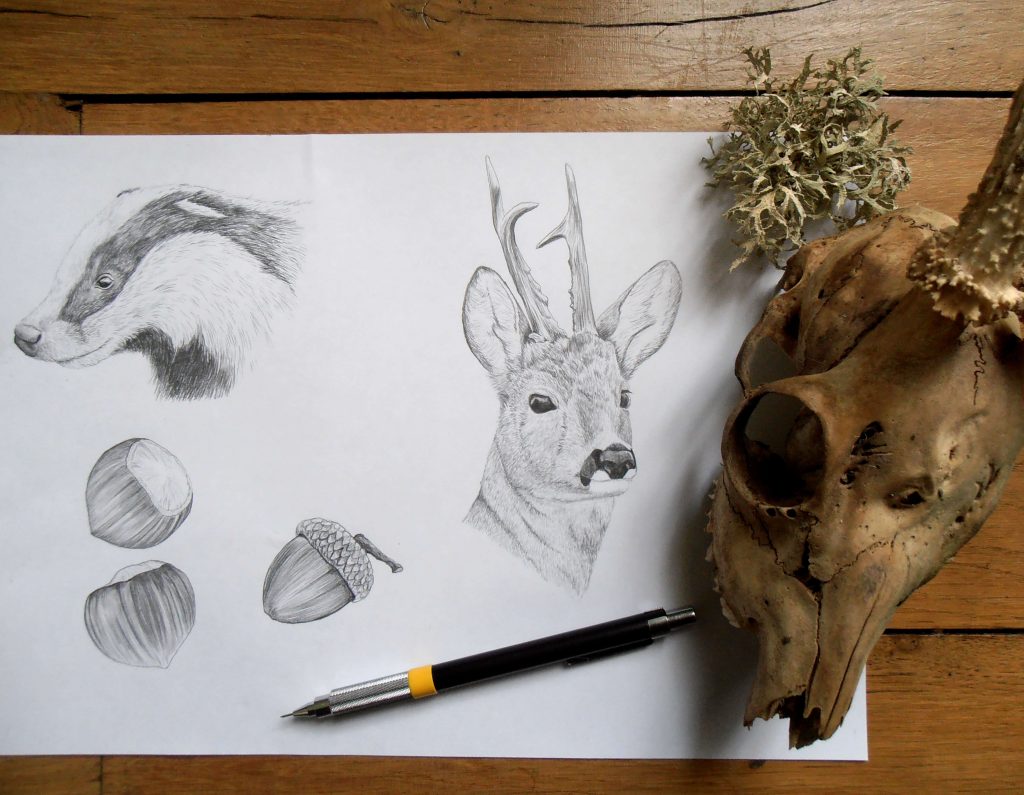illustration naturaliste, blaireau, chevreuil, noisettes
