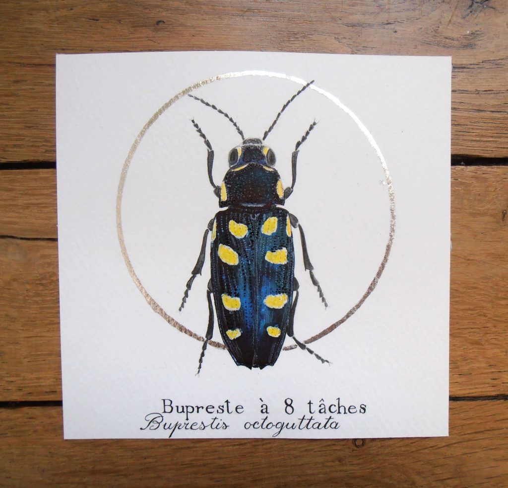 illustration d'insecte, dessins naturalistes, illustration entomologique, boutique Alicia Pénicaud Illustrations.
illustration bupreste