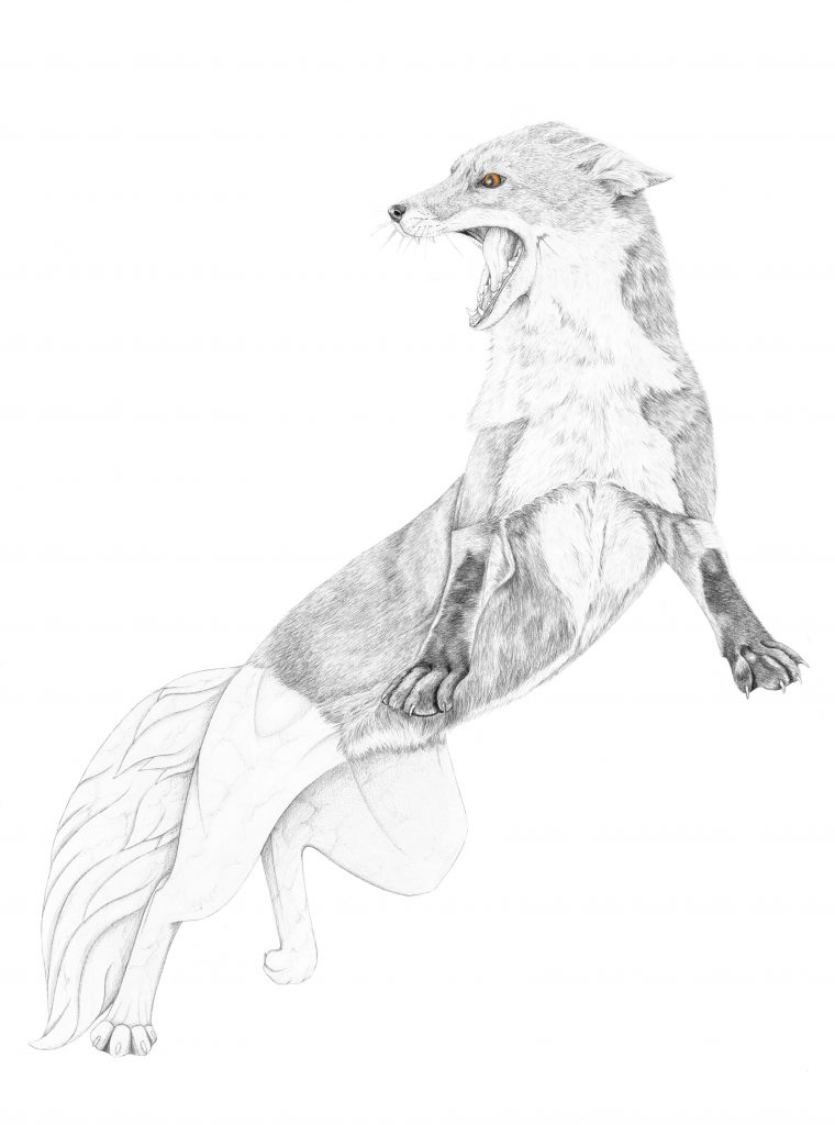 renard de Teumesse, illustration, graphite, mythologie, dessin contemporain, art animalier