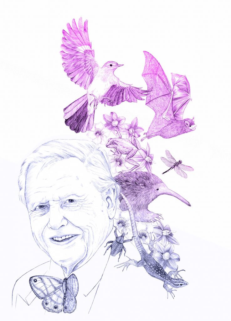 Illustration naturaliste, portrait dessiné, David Attenborough, dessin