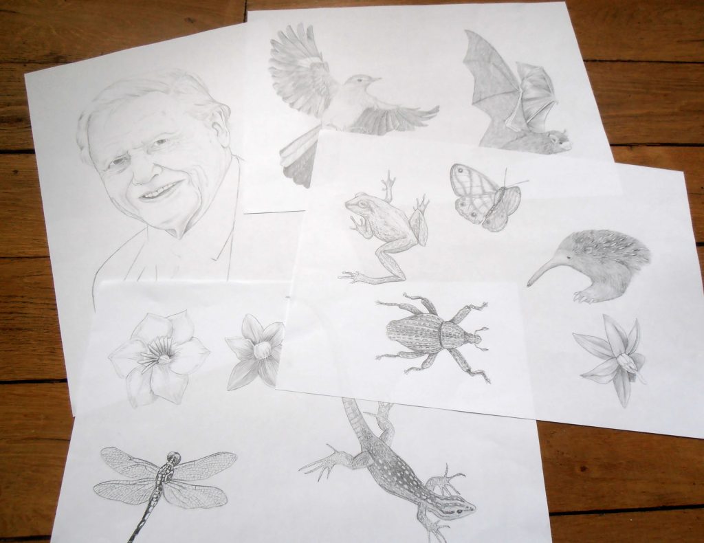 Illustrations naturalistes, David Attenborough, animal, entomologie, botanique illustration