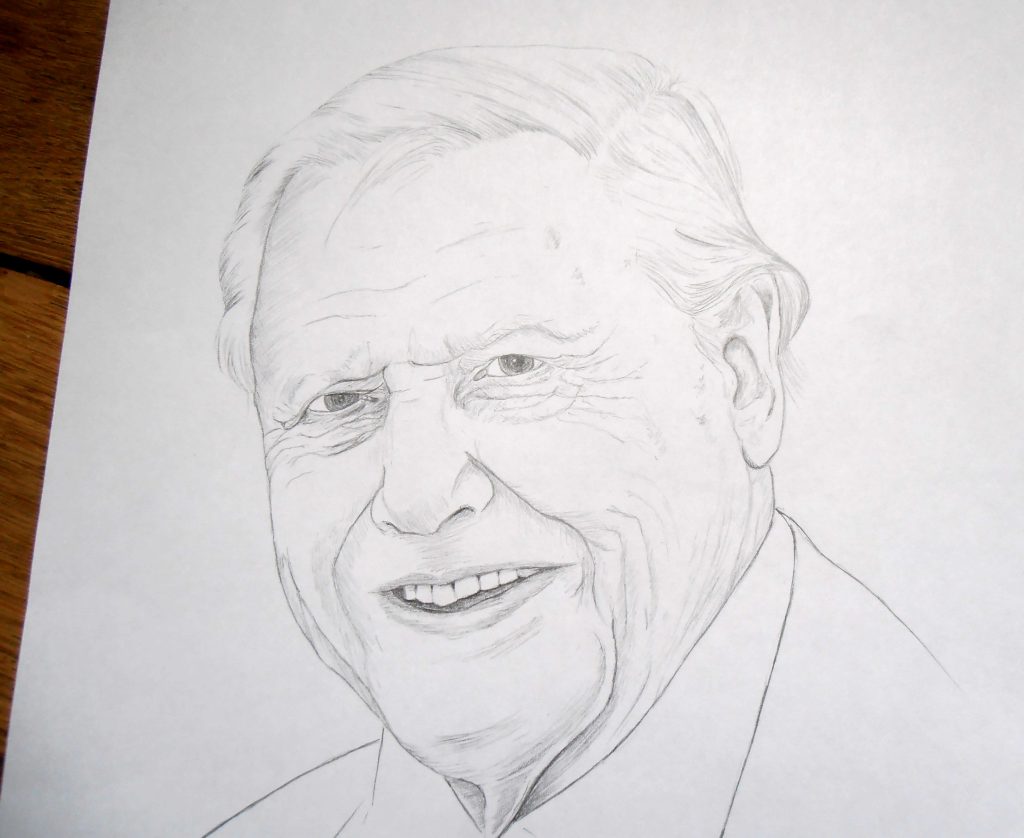 Portrait, illustration David Attenborough, dessin