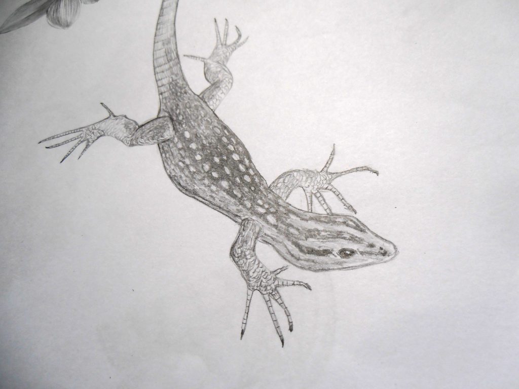 Illustration naturaliste, lézard endémique de Namibie, Platysaurus Attenboroughi, dessin