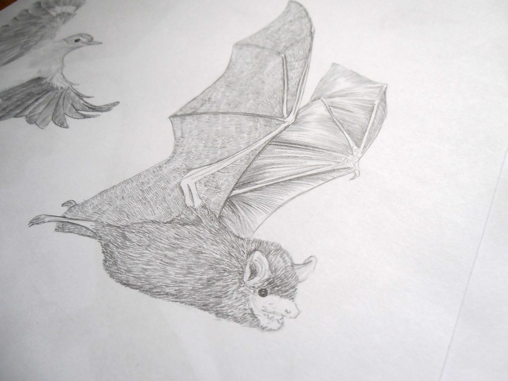 Illustration naturaliste, Myotis Attenboroughi, murin, chauve-souris, David Attenborough, dessin