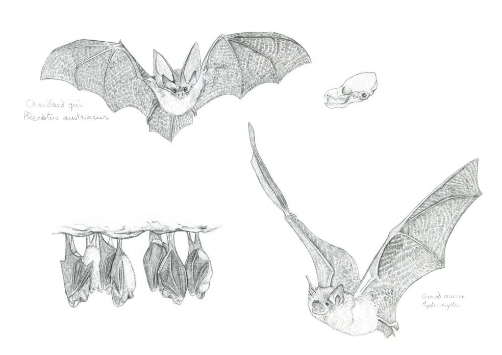 illustration naturaliste, dessin animalier, illustration scientifique, chauve-souris, oreillard gris, grand murin, animal