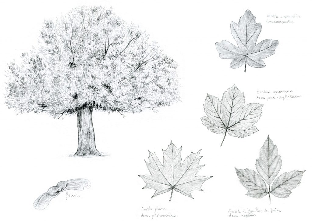 illustration botanique, naturaliste, arbre, érables, dessin naturalistes