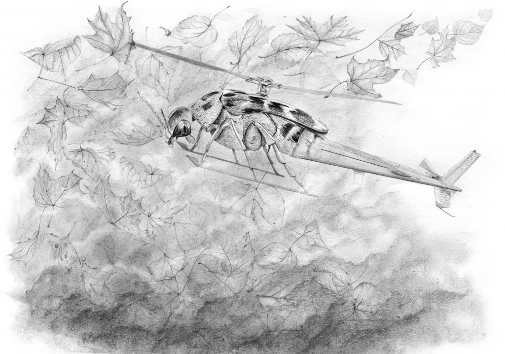 dessin contemporain, entomologie, illustration, graphite, insecte hybride, hélicoptère, coléoptère