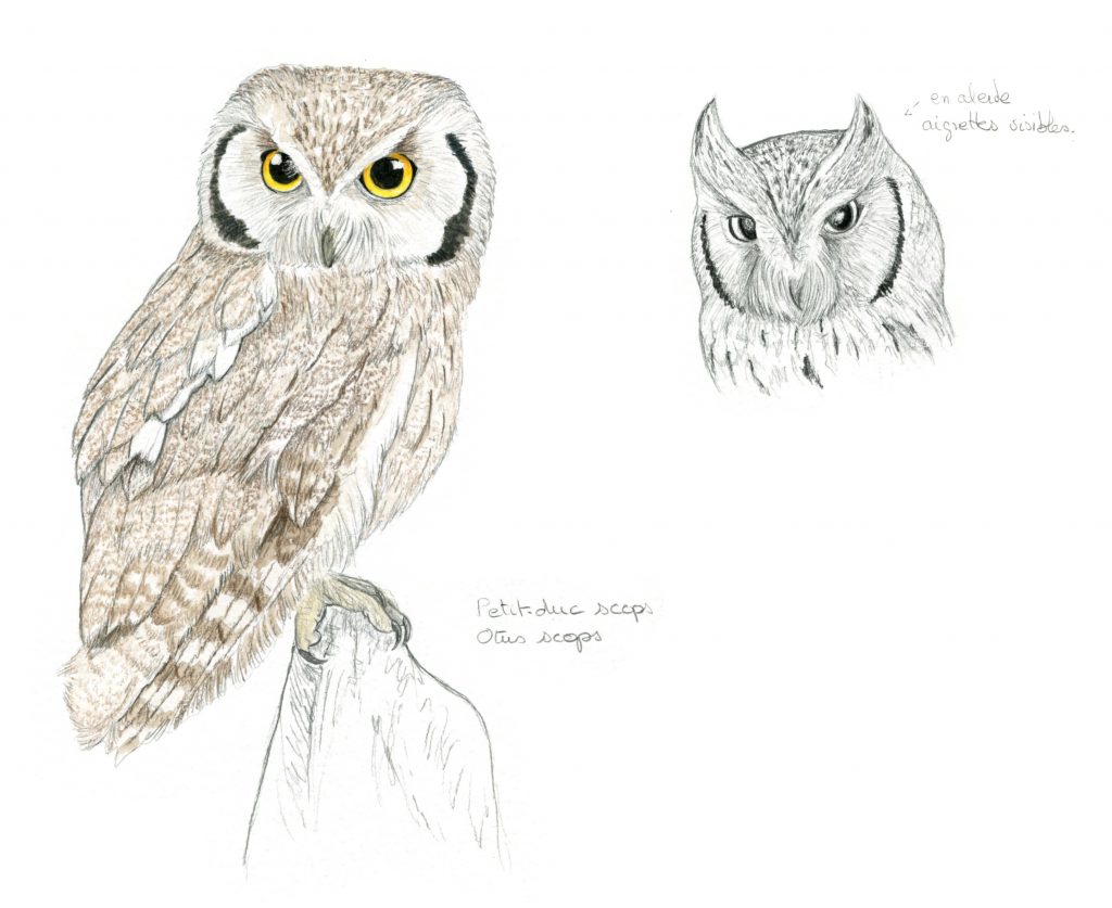 Illustration animalière, illustration naturaliste, petit-duc scops,, dessin animalier oiseau, portrait animalier, animaux, illustration faune et flore