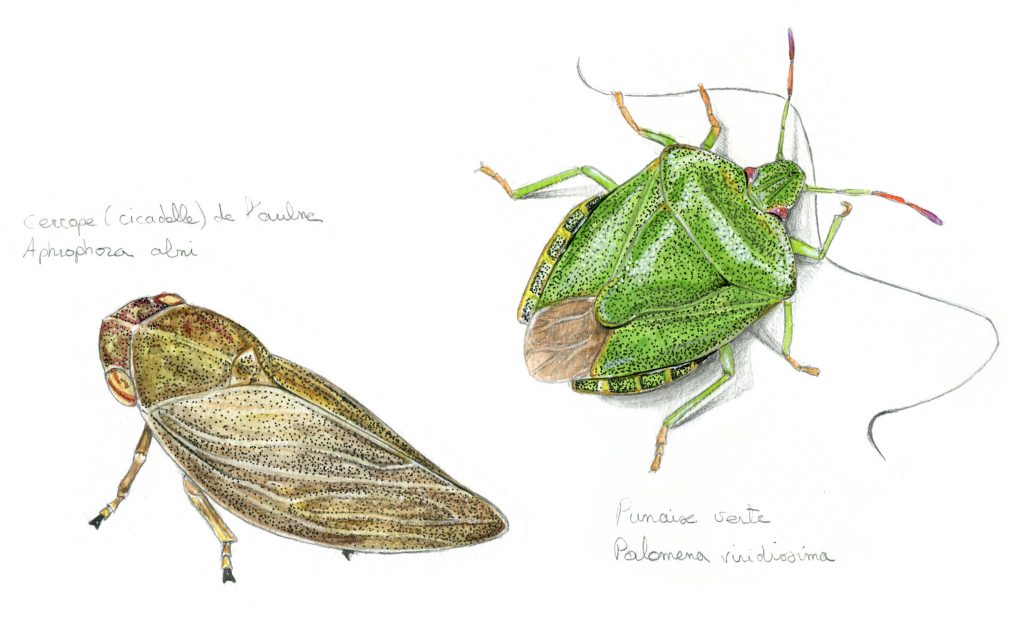 Illustration entomologique, insectes, punaises, dessin entomologie, cicadelle, punaise