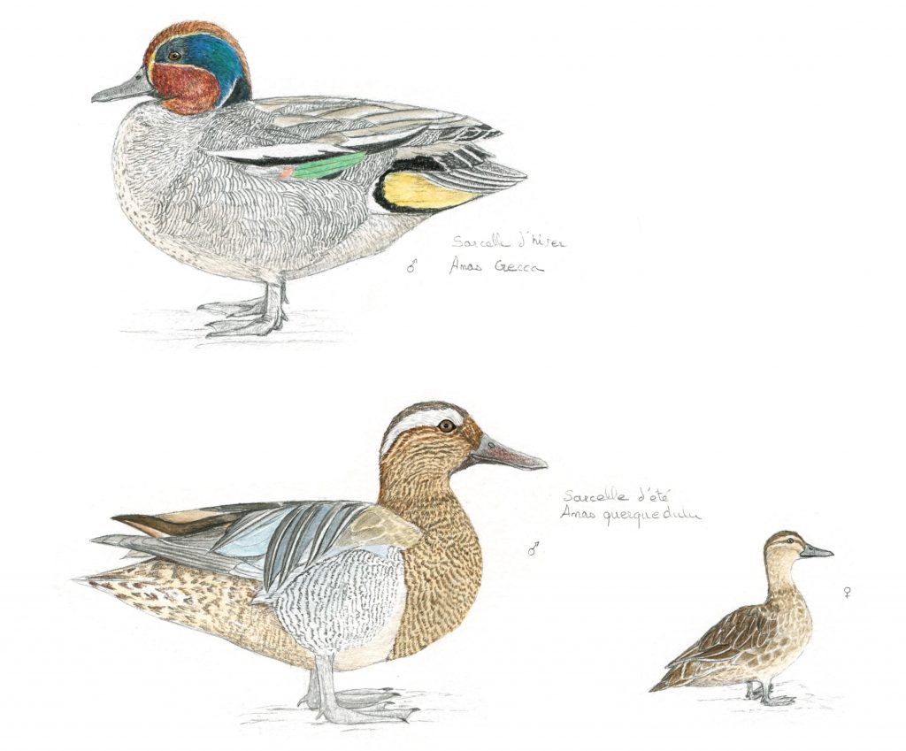 illustration naturaliste, animalière, étude canards, sarcelles, dessin scientifique