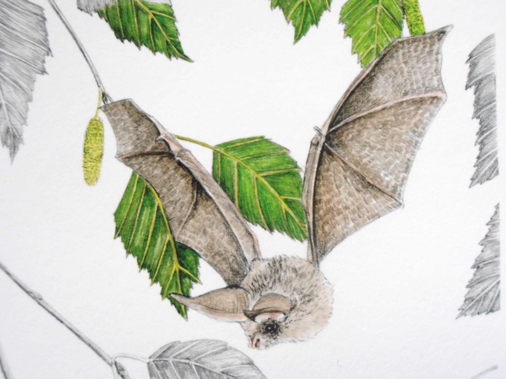 Illustration originale Alicia Pénicaud, oreillard gris, illustration de motif, dessin chauve-souris, illustration botanique, dessin branches de bouleau, reproduction d'art
