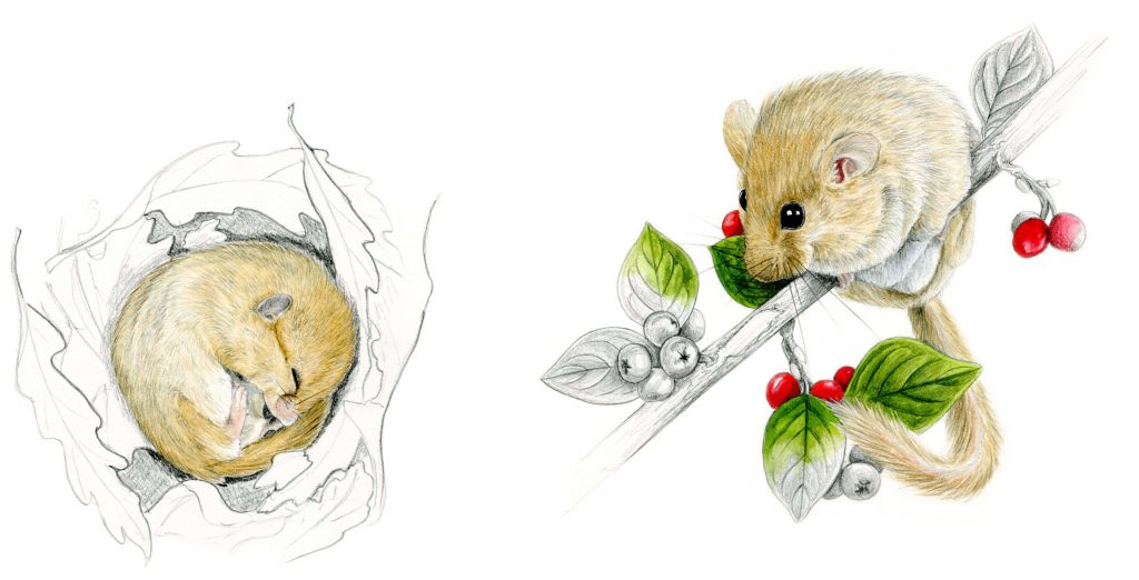 Illustration originale Alicia Pénicaud, illustration naturaliste, illustration muscardin, illustration Muscardinus avellanarius, dessin naturaliste, dessin animalier, illustration rongeur, Alicia Pénicaud Illustration