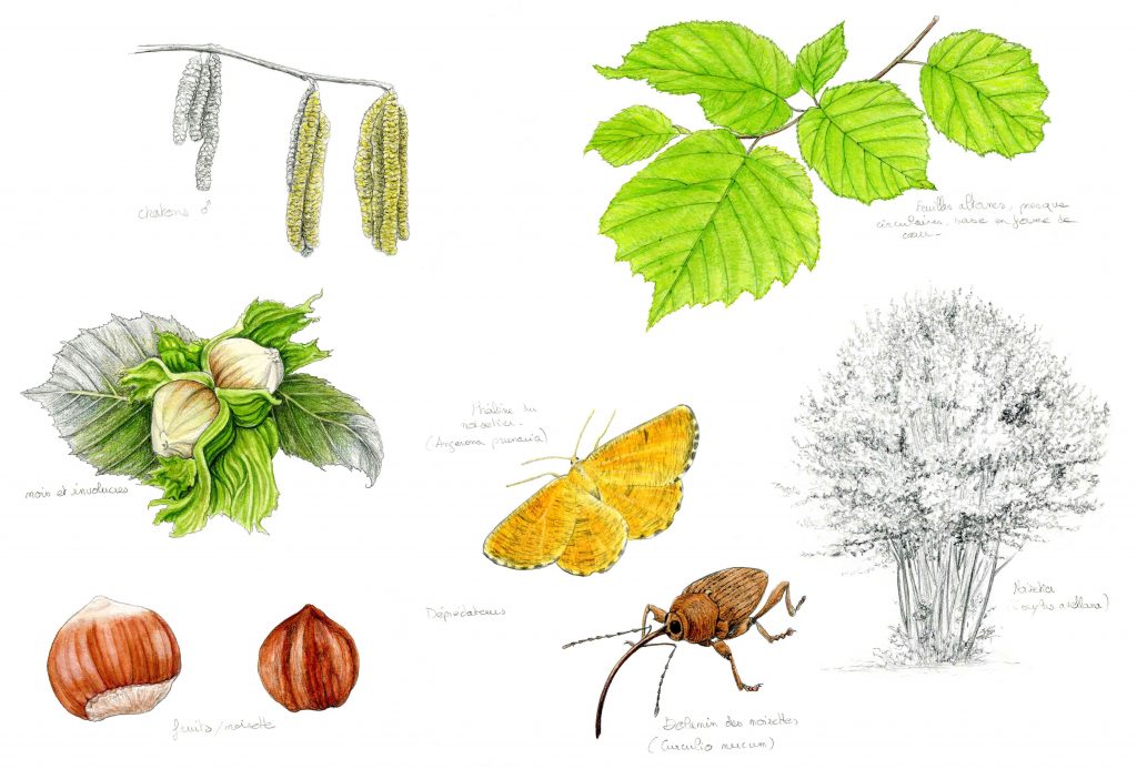 Illustration originale Alicia Pénicaud, illustration naturaliste, illustration botanique, illustration entomologique, illustration noisetier, illustration corylus avellana, illustratrice naturaliste, Alicia Pénicaud Illustrations