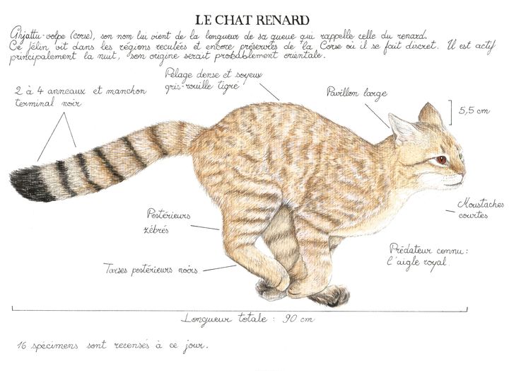 Illustration originale Alicia Pénicaud, illustration chat-renard corse, illustration naturaliste, ghjattu-volpes