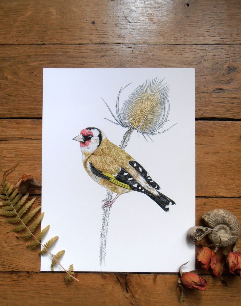Illustration originale Alicia Pénicaud, reproduction d'art, affiche, illustration chardonneret élégant, illustration naturaliste, dessin oiseau, affiche oiseaux, illustration carduelis carduelis