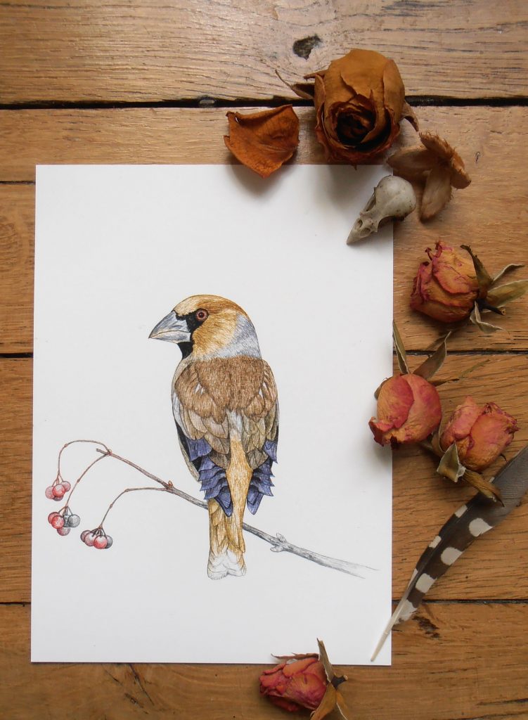 Illustration originale Alicia Pénicaud, reproduction d'art, affiche, illustration grosbec casse-noyaux, illustration naturaliste, dessin oiseau, affiche oiseaux