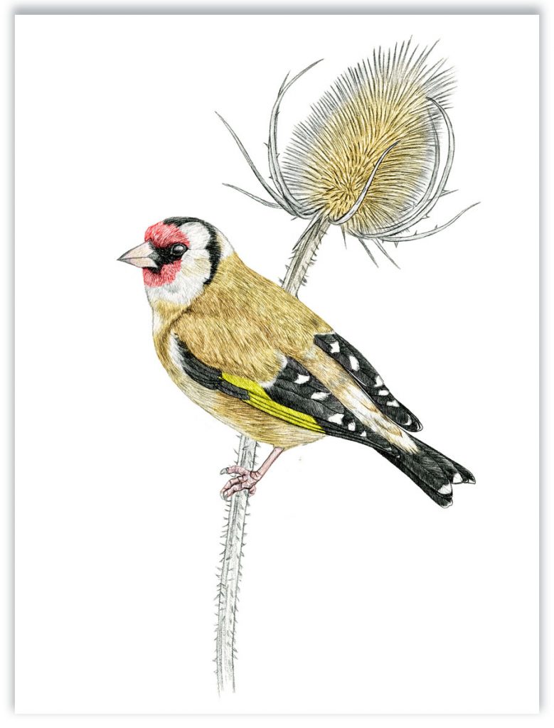 Illustration originale Alicia Pénicaud, illustration chardonneret élégant, illustration naturaliste, dessin oiseau, illustration naturaliste carduelis carduelis
