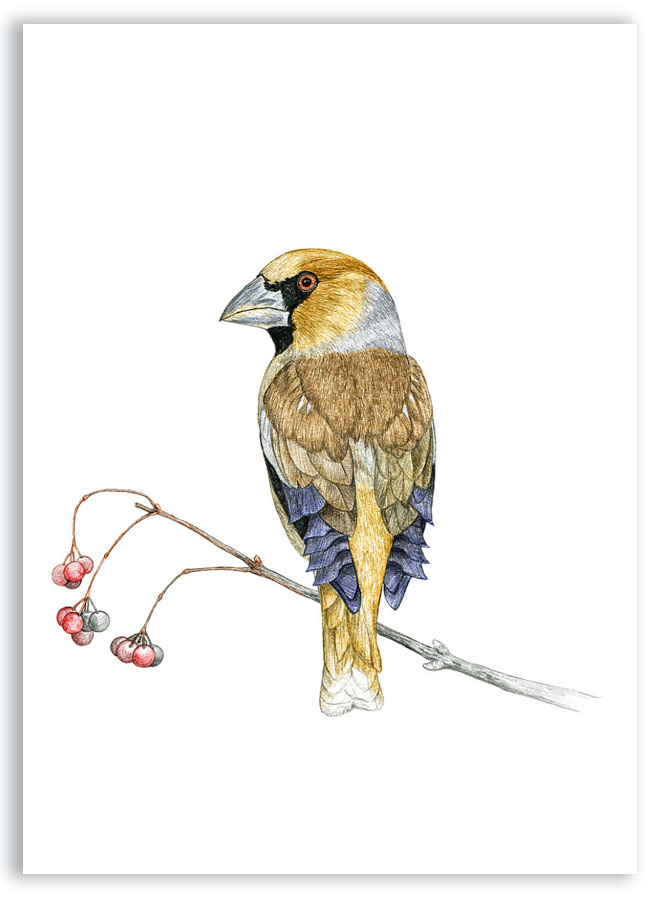 Illustration originale Alicia Pénicaud, reproduction d'art, illustration grosbec casse-noyaux, illustration naturaliste, dessin oiseau, affiche oiseaux