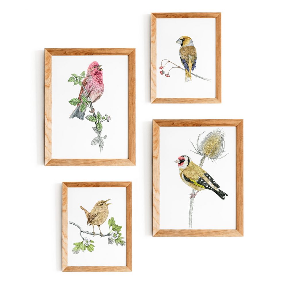 Illustration originale Alicia Pénicaud, reproduction d'art, affiche, illustration roselin cramoisi, illustration naturaliste, dessin oiseau, affiche oiseaux, illustration décoration murale, affiches décoration d'intérieure