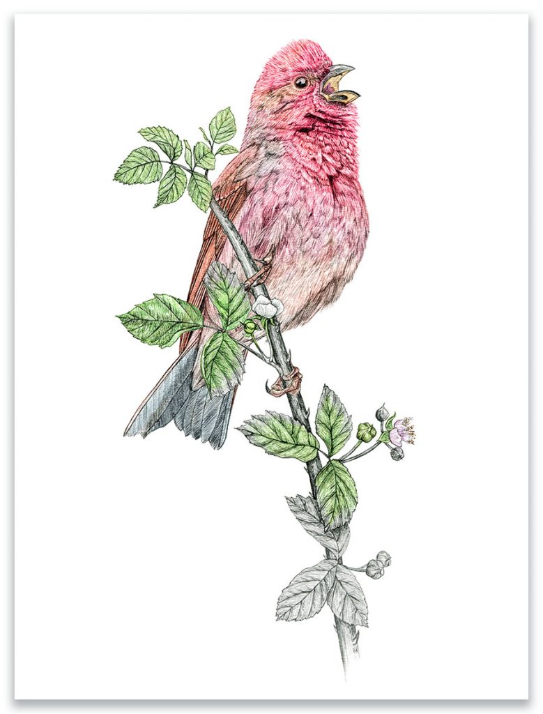 Illustration originale Alicia Pénicaud, illustration roselin cramoisi, illustration naturaliste, dessin oiseau, illustration naturaliste passereau