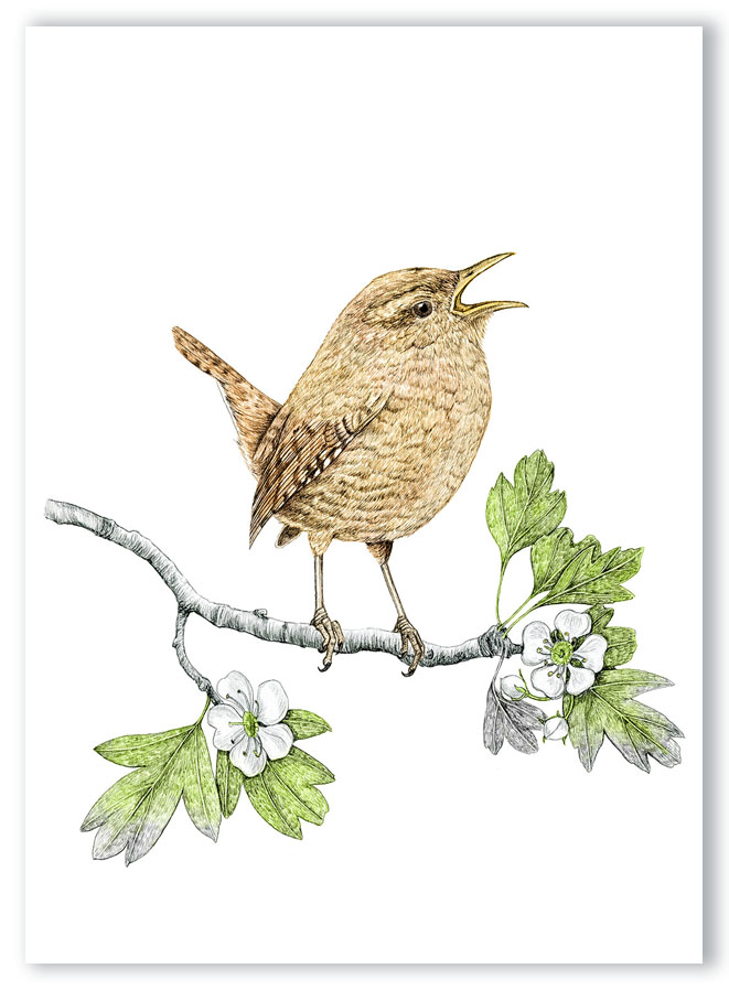 Illustration originale Alicia Pénicaud, reproduction d'art, affiche, illustration troglodyte mignon, illustration naturaliste, dessin oiseau,