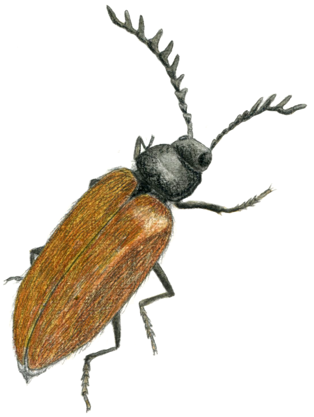 Les insectes auxiliaires du jardinier - Alicia Pénicaud Illustrations
