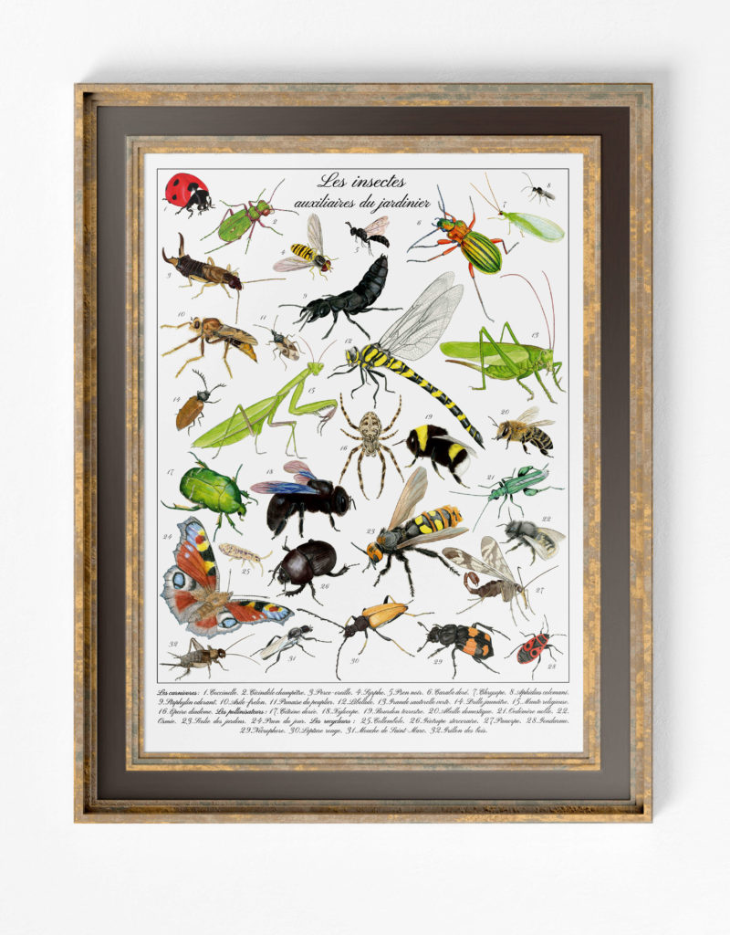 Planche naturaliste les insectes auxiliaires du jardinier, Alicia Pénicaud Illustrations, illustration entomologique, dessin insecte, illustration coccinelle, illustration naturaliste, décoration