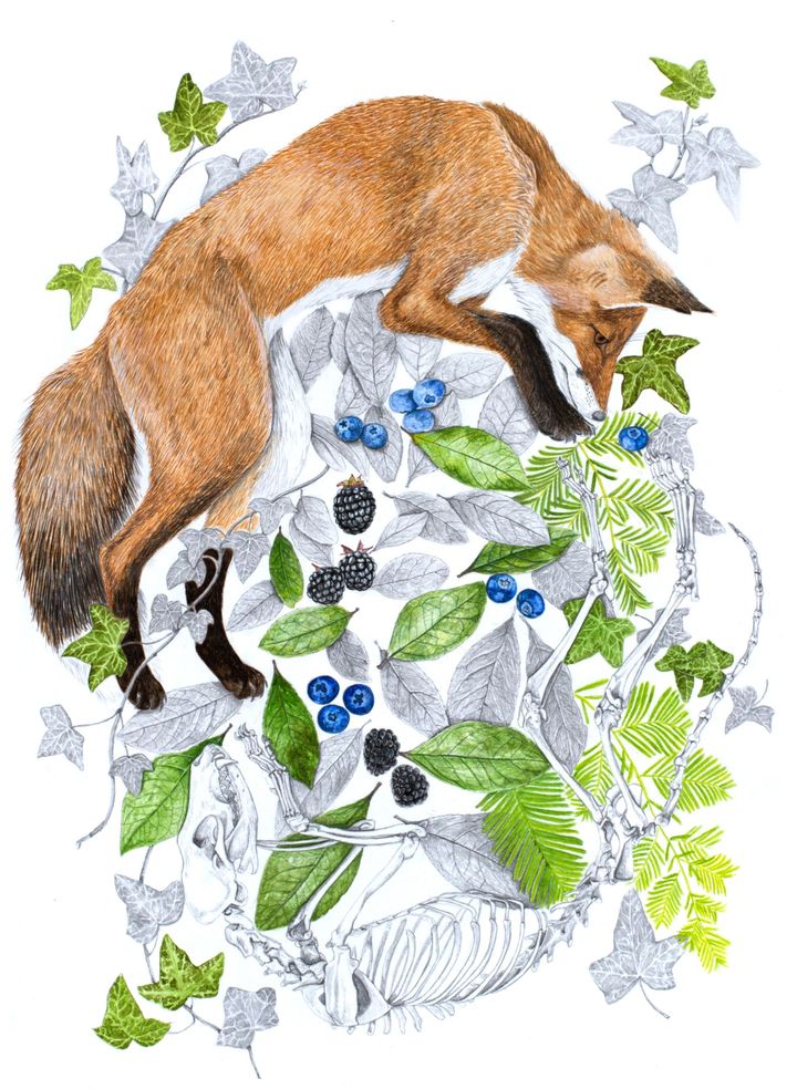 Illustration originale Alicia Pénicaud, illustration naturaliste, étude naturaliste,  illustration nature, dessin animaux, renard roux, vulpes vulpes, renard, nature morte contemporaine, dessin contemporain, art animalier