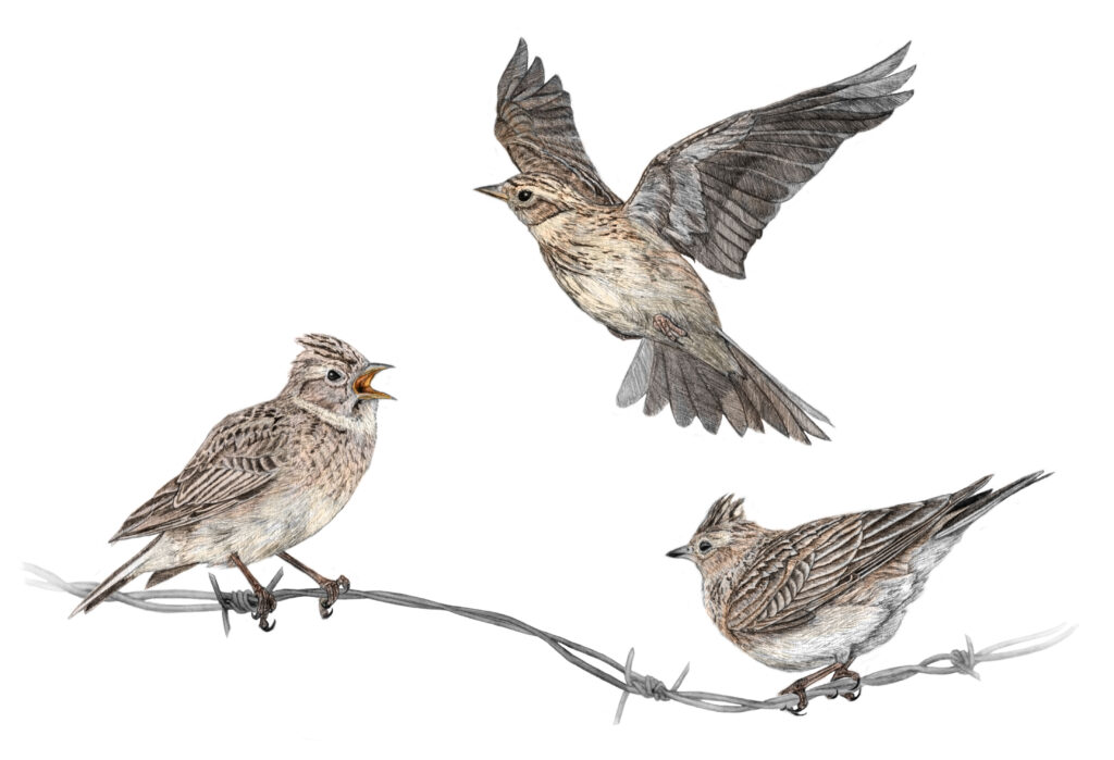 Illustration originale Alicia Pénicaud, illustration naturaliste, illustration ornithologique, dessin d'oiseau, illustration alouette des champs, alauda arvensis, eurasian skylark