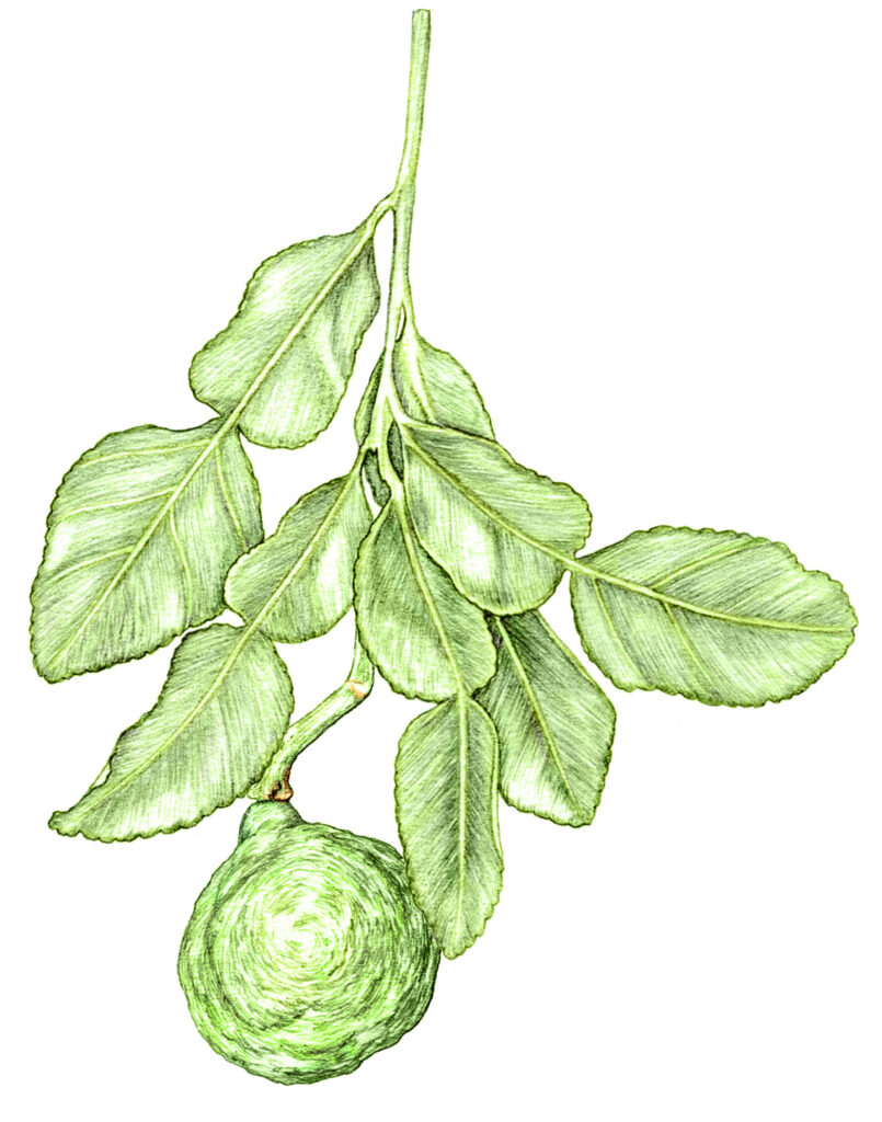 illustration originale Alicia Pénicaud, illustration botanique, illustration fruit, illustration plante, illustration végétaux, bergamote, citrus bergamia