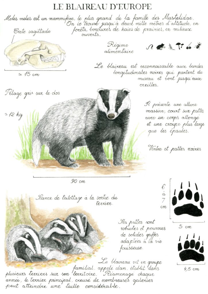 Illustration originale Alicia Pénicaud, illustration naturaliste, illustration planche naturaliste, étude naturaliste, planche naturaliste, illustration nature, dessin animaux, planche naturaliste du blaireau d'Europe, meles meles