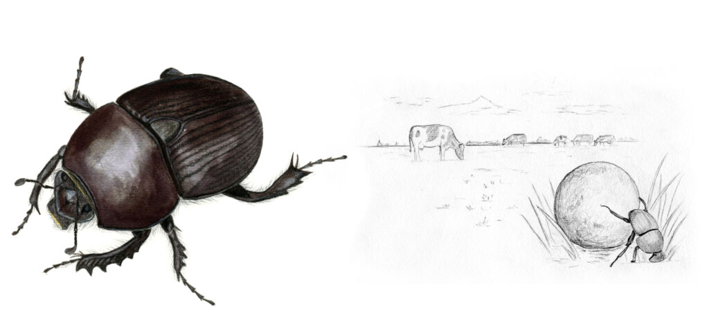 Illustration originale Alicia Pénicaud, illustration naturaliste, illustration entomologique, entomologie, dessin d'insecte, insecte, illustration scarabée, géotrope, bousier, coléoptère